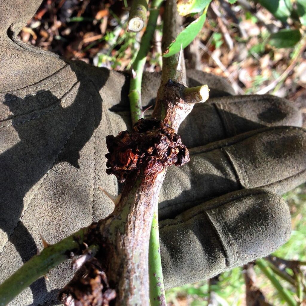 Crown Gall In Roses