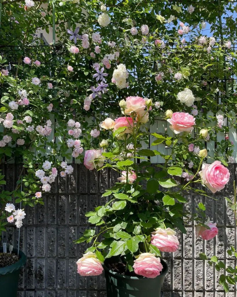 Differences Between Rambler Roses And Climbing Roses