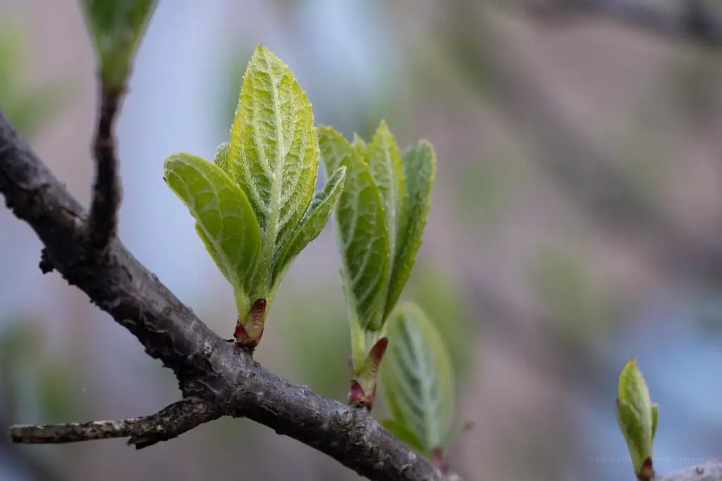 Effective Preventive Measures Against Rose Midge Infestation