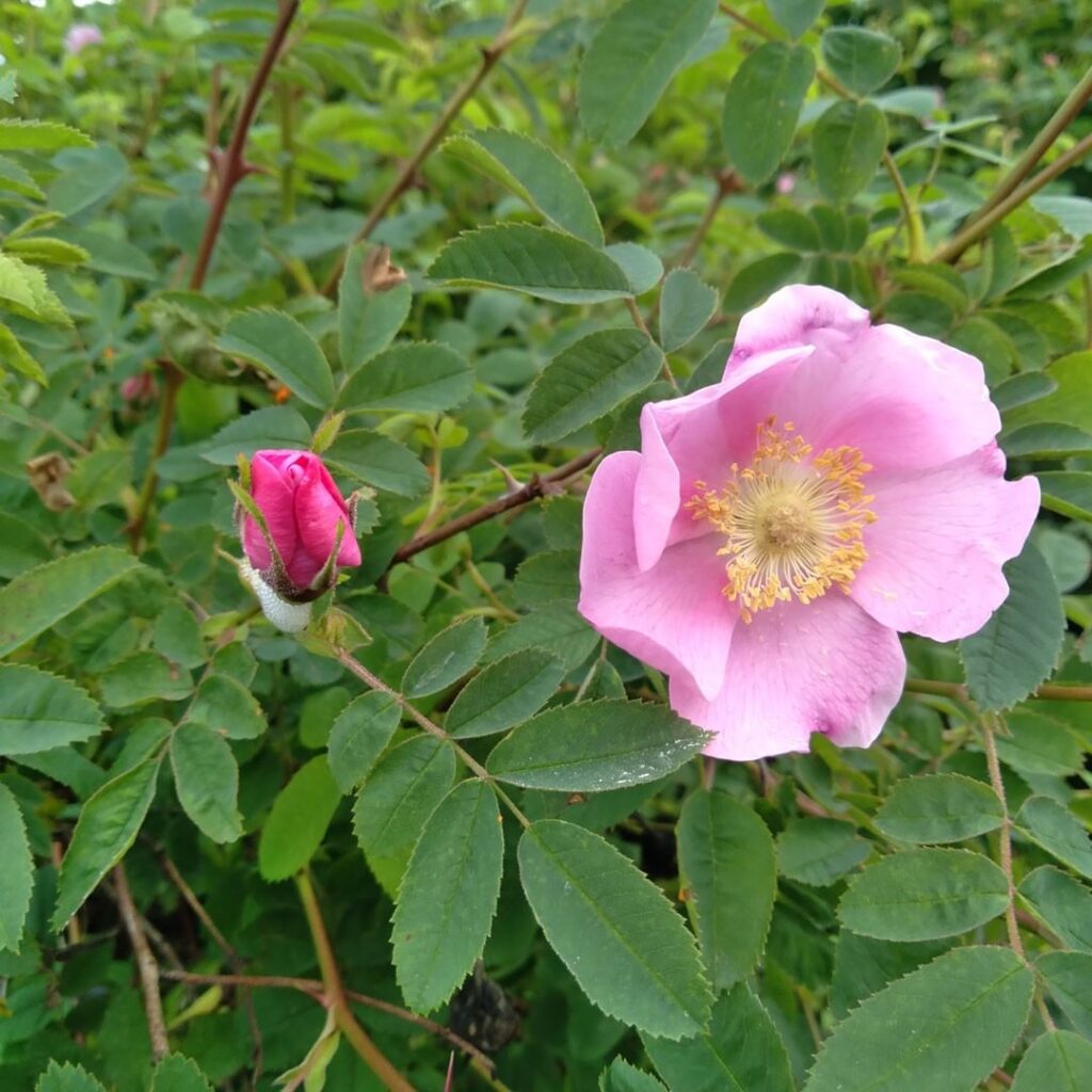 Famous Types or Names of Nootka Rose