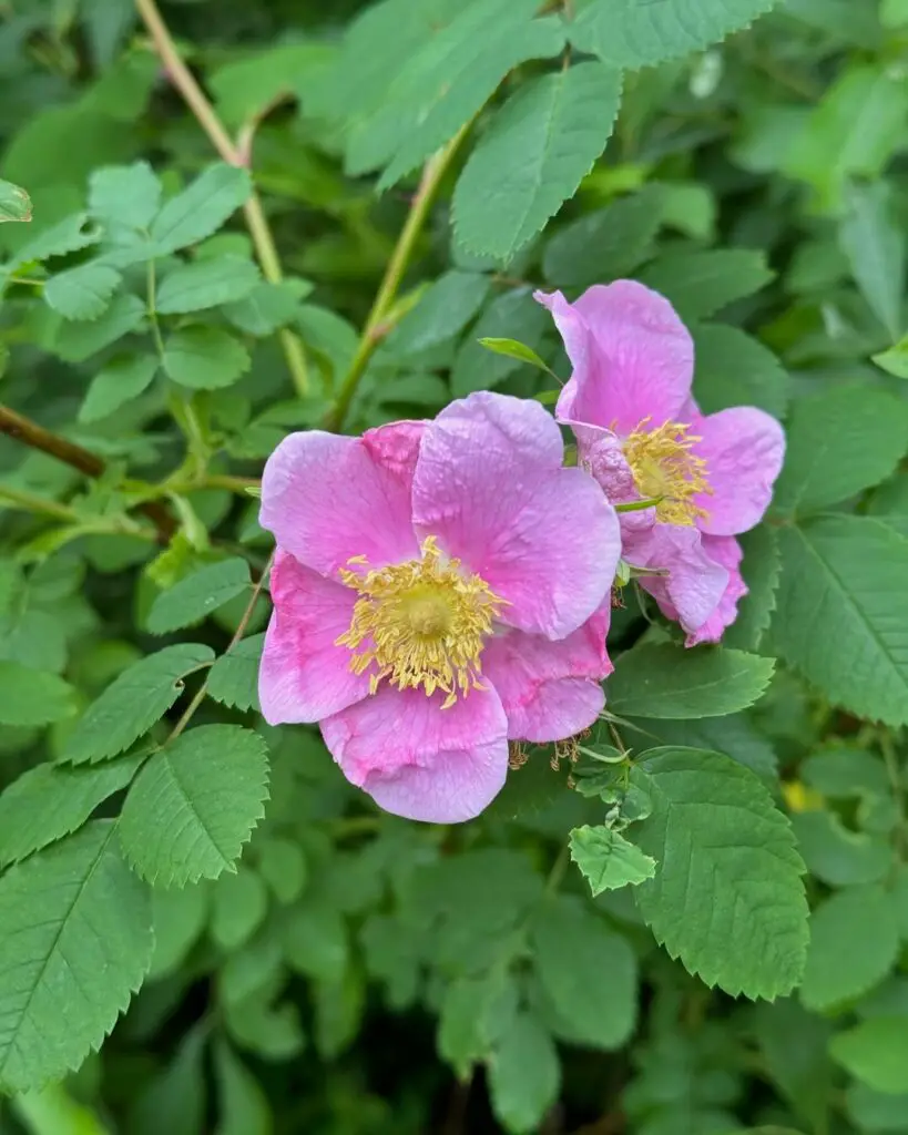 History of Nootka Rose