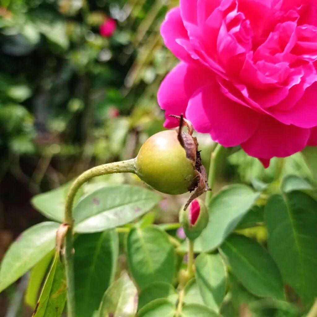 How To Grow Roses From Seeds