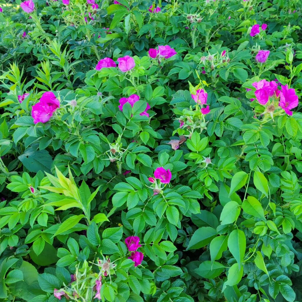 How To Grow Wild Rose Plants