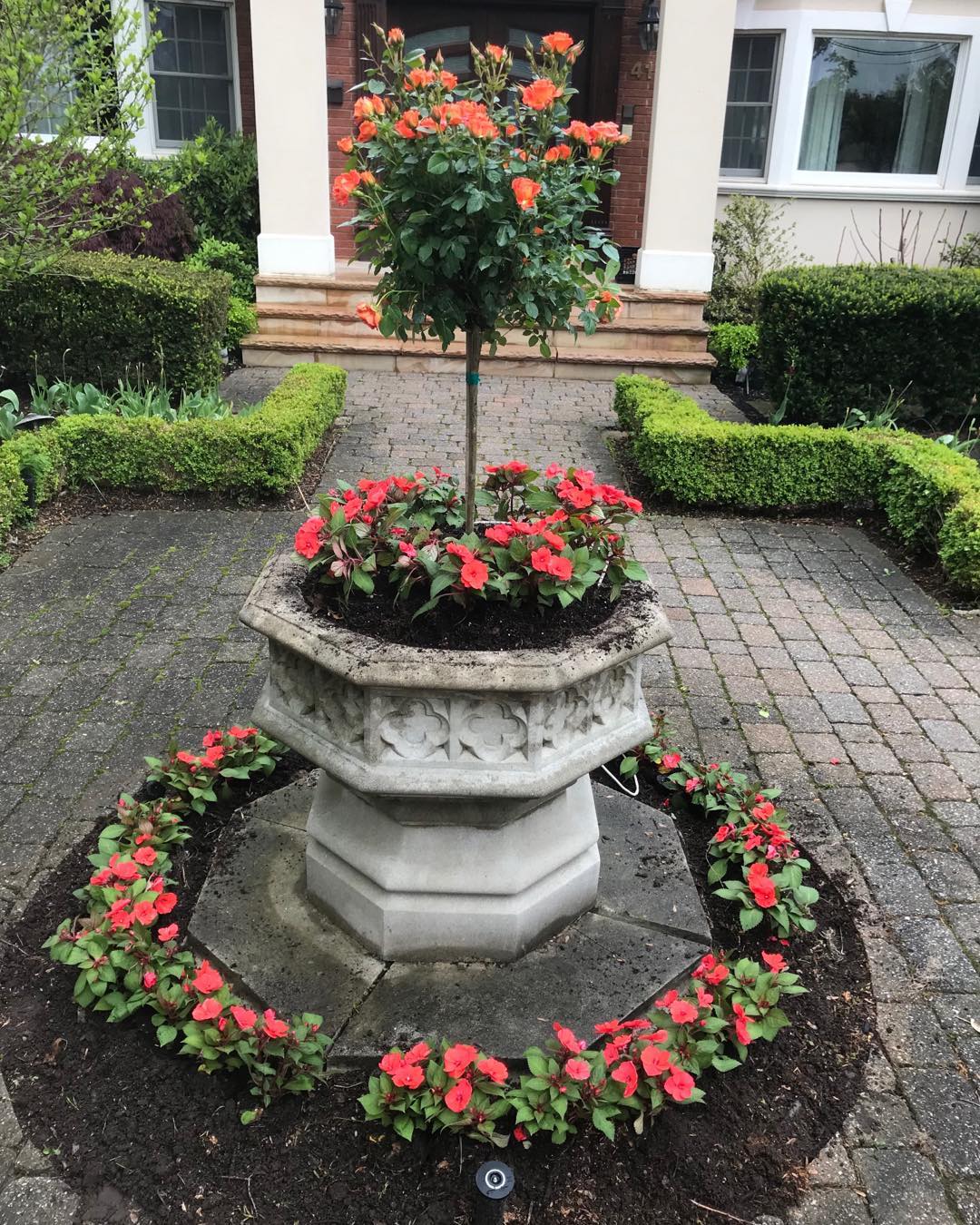 How To Prune A Rose Topiary