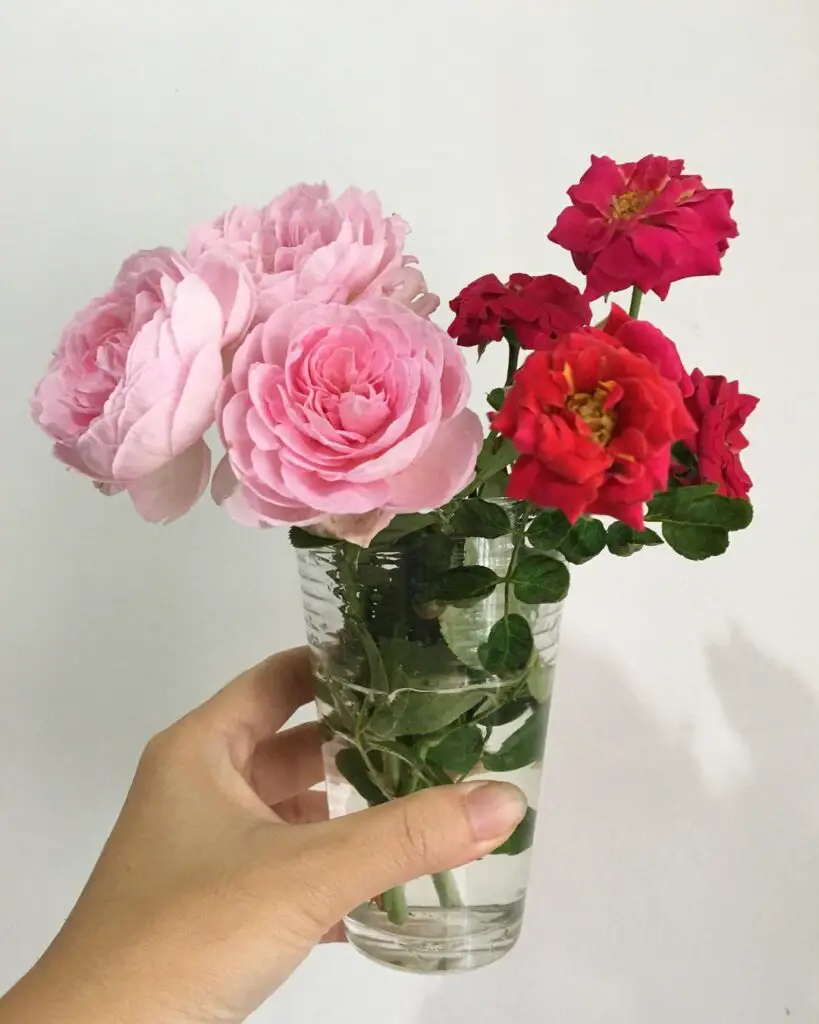 How to Keep Roses Fresh in a Vase