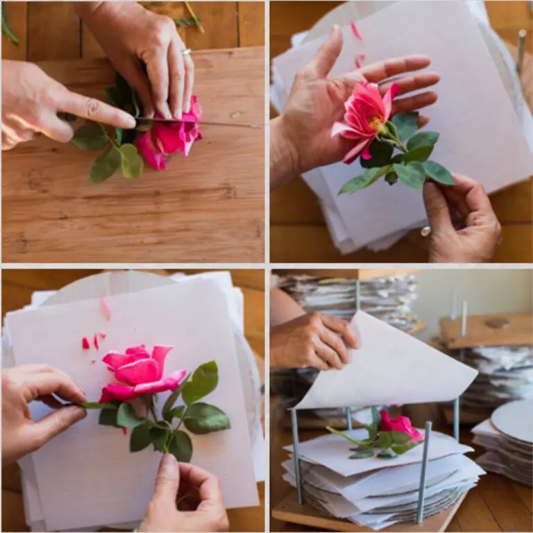 How To Press Roses: 4 Methods - Handy Gardening