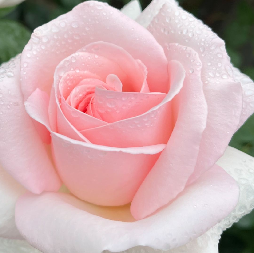 Hybrid Tea Roses And Grandiflora Roses