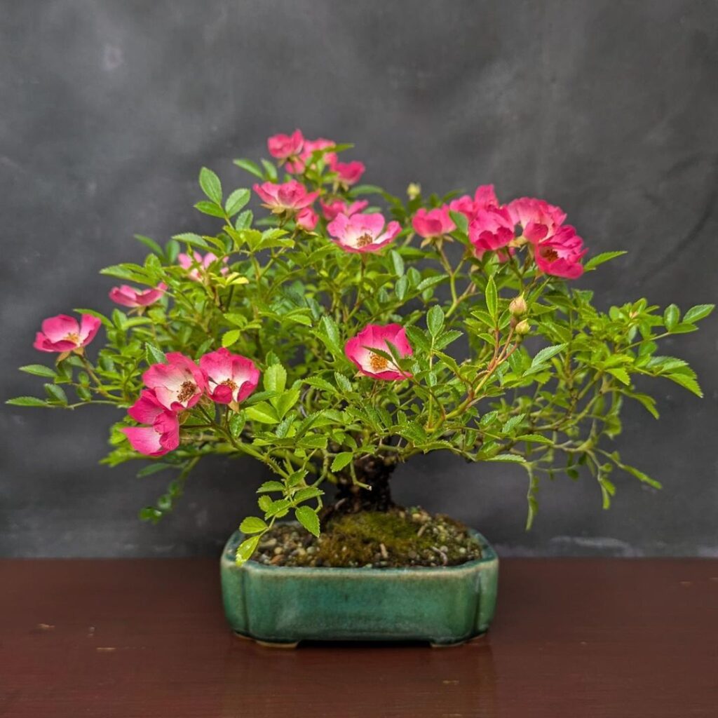 Indoor Miniature Rose Care