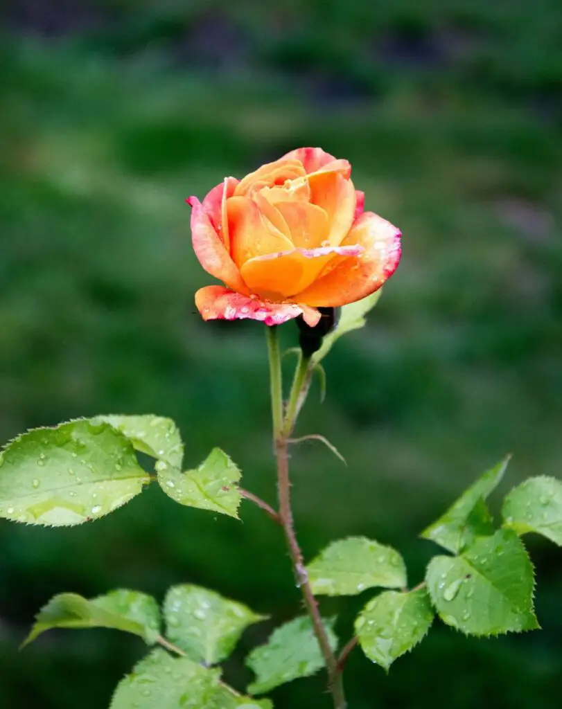 Long Stem Roses