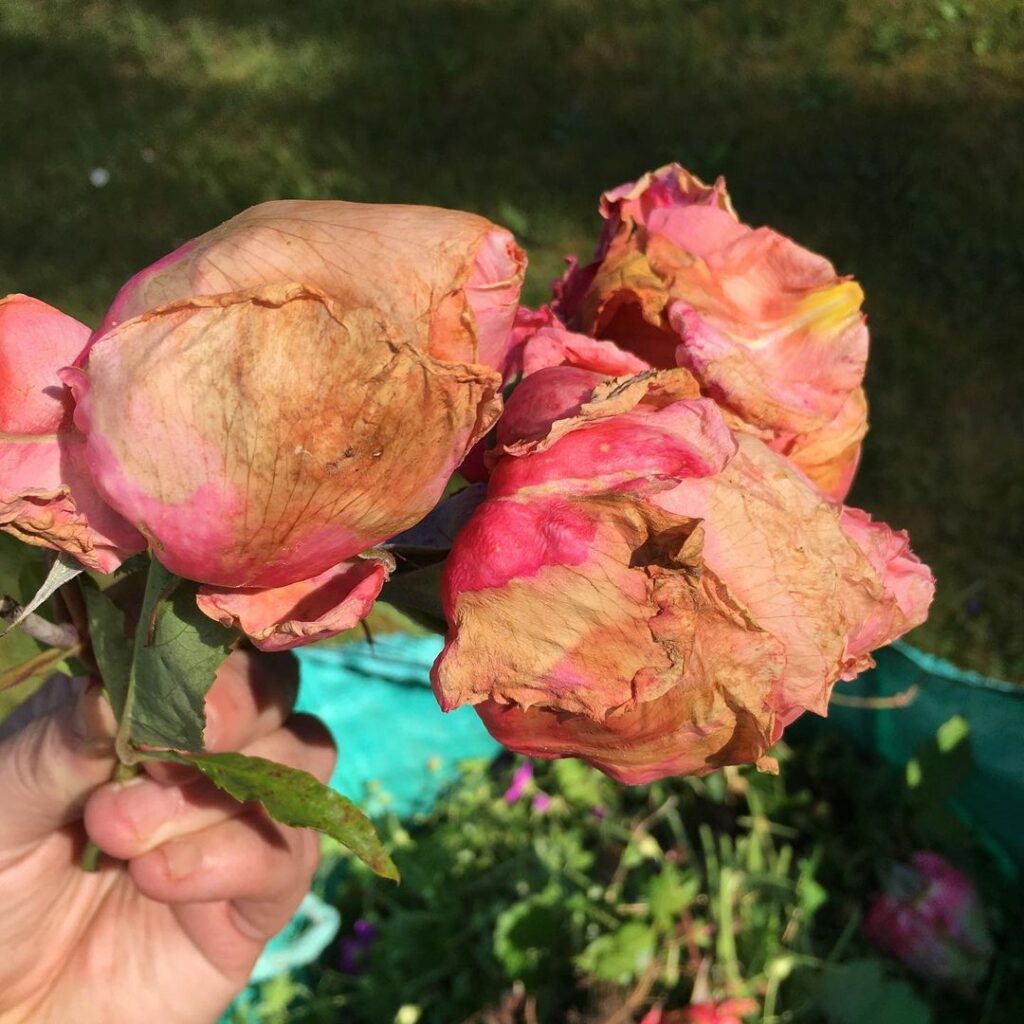 Organic Control Methods of Botrytis on Roses