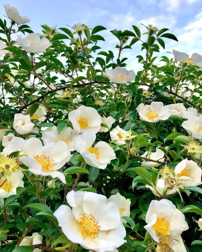 Planting Cherokee Rose