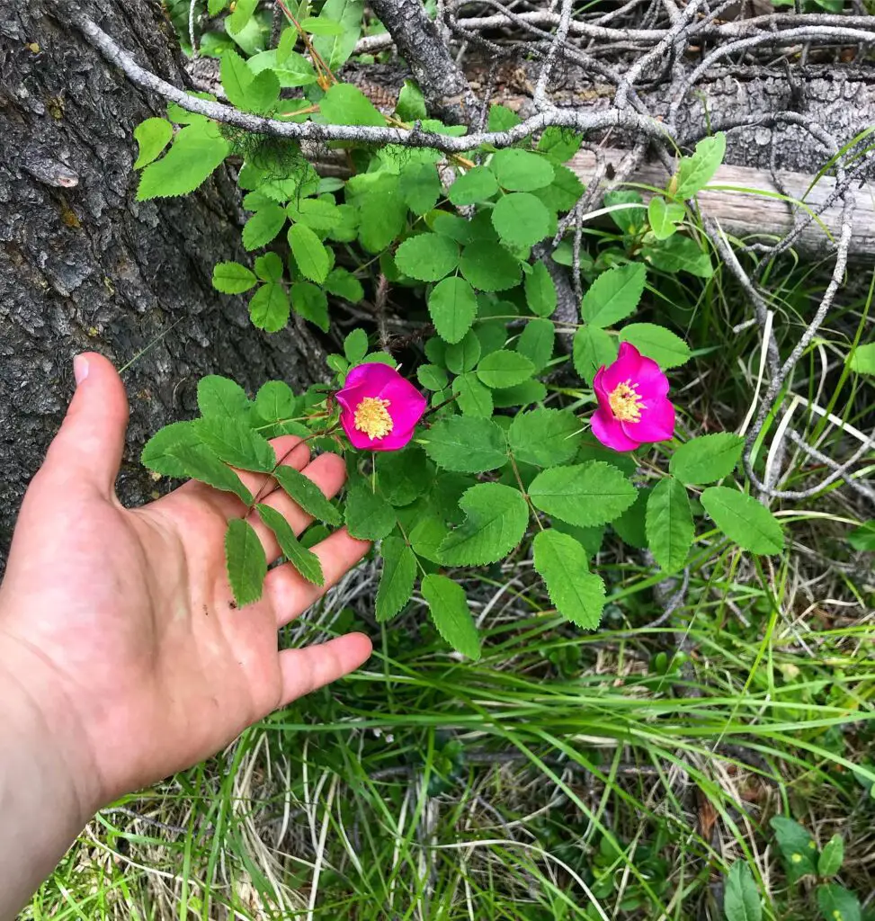 Planting Tips and Care for Wild Roses