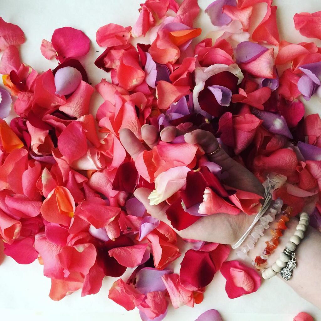 Preparing Roses for Drying