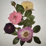 7 Ways of How To Dry Roses!