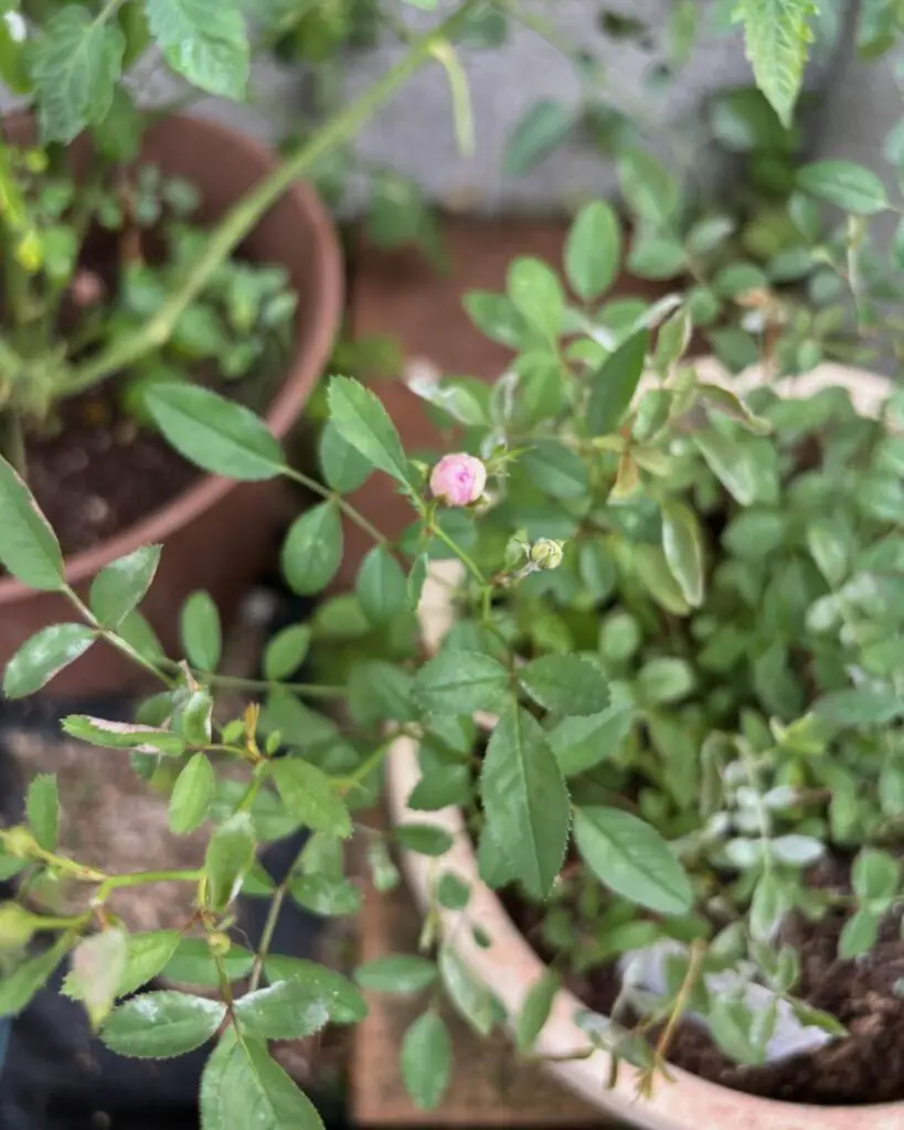 Prune Back Your Indoor Miniature Roses