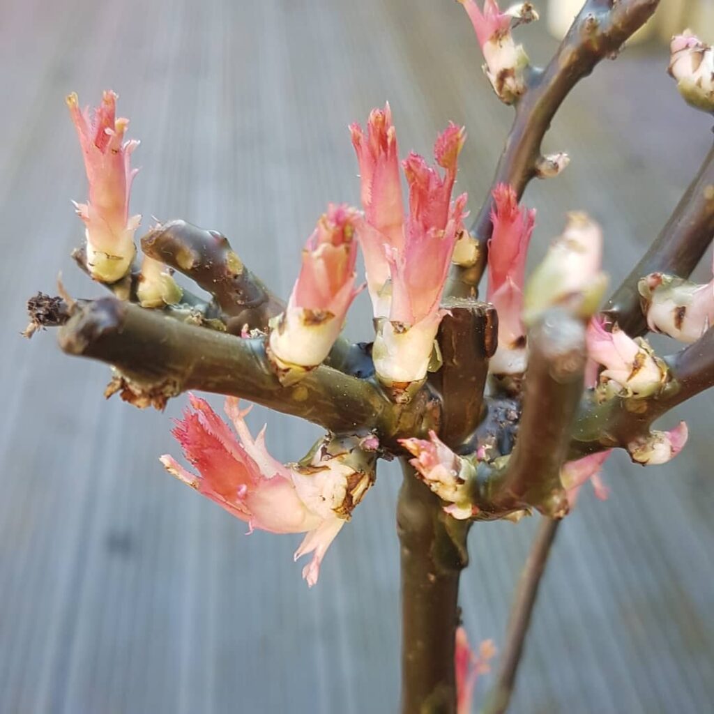 Symptoms of Brown Canker on Roses