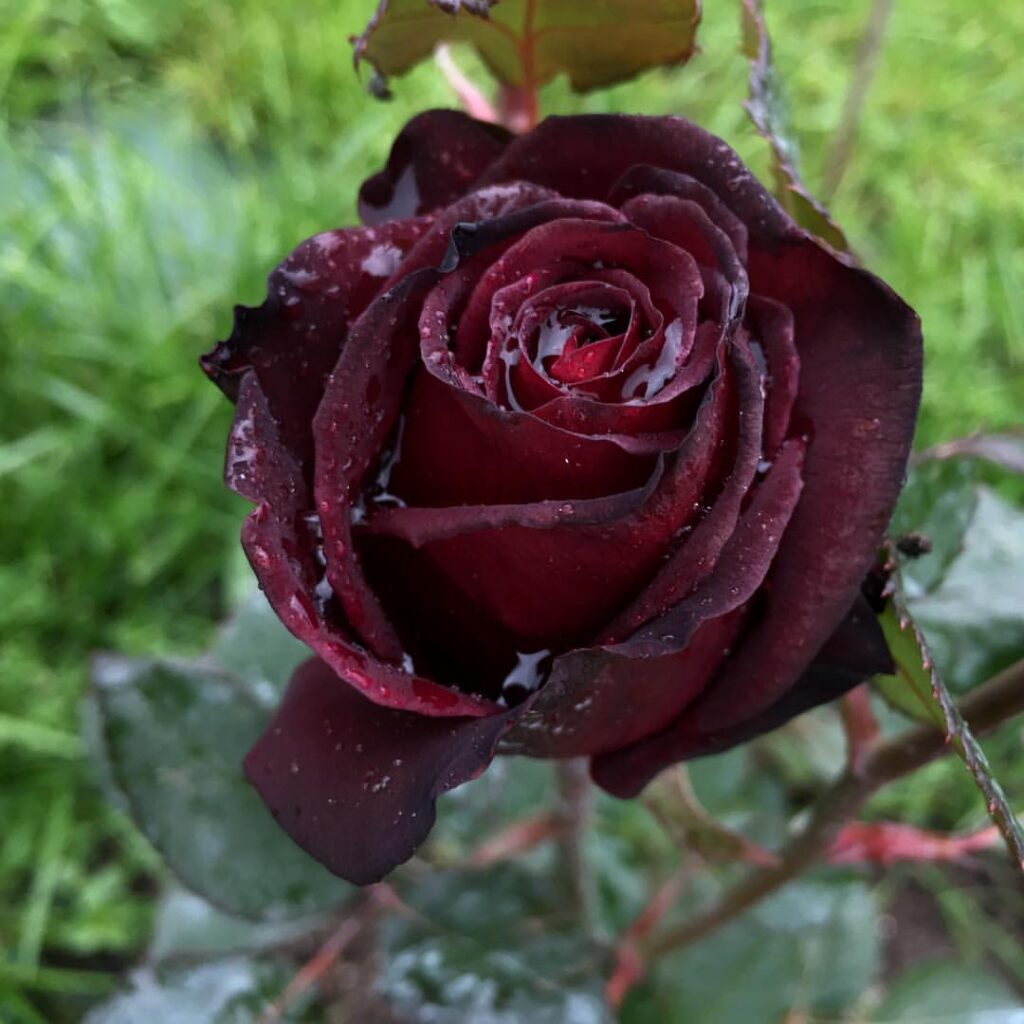 The Black Baccara Rose