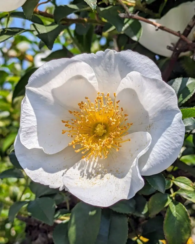 The Origin of Cherokee Rose