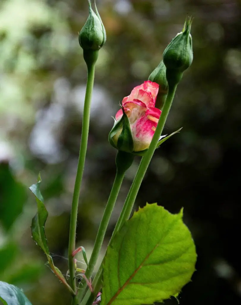 Understanding Long Stem Rose Bushes