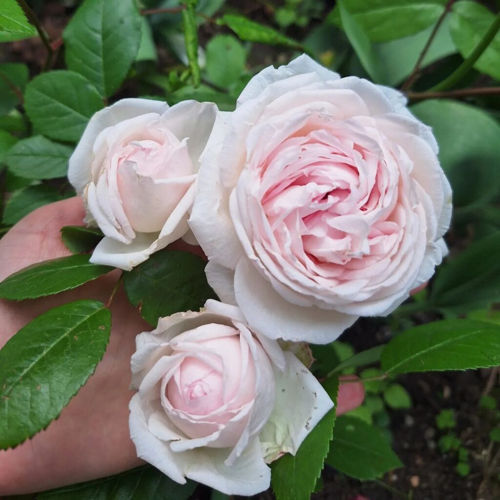 Floribunda And Polyantha Roses - Handy Gardening