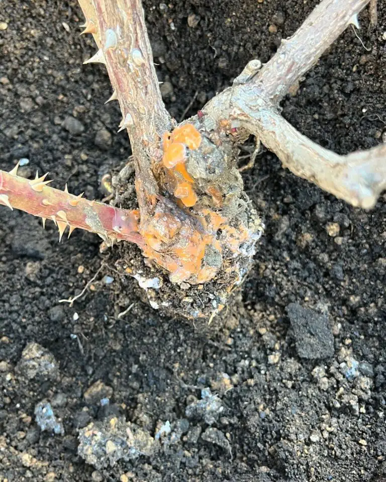 Crown Gall In Roses: How To Treat!