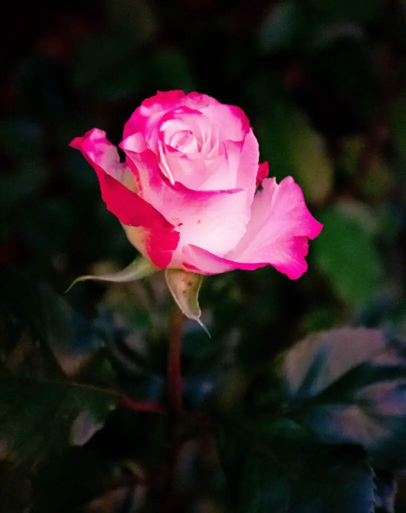 Varieties of Long Stem Rose Bushes