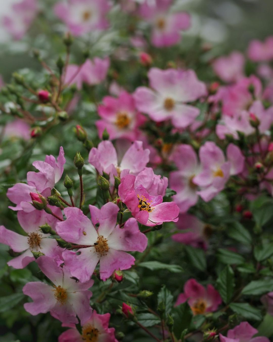 What Are Ground Cover Roses