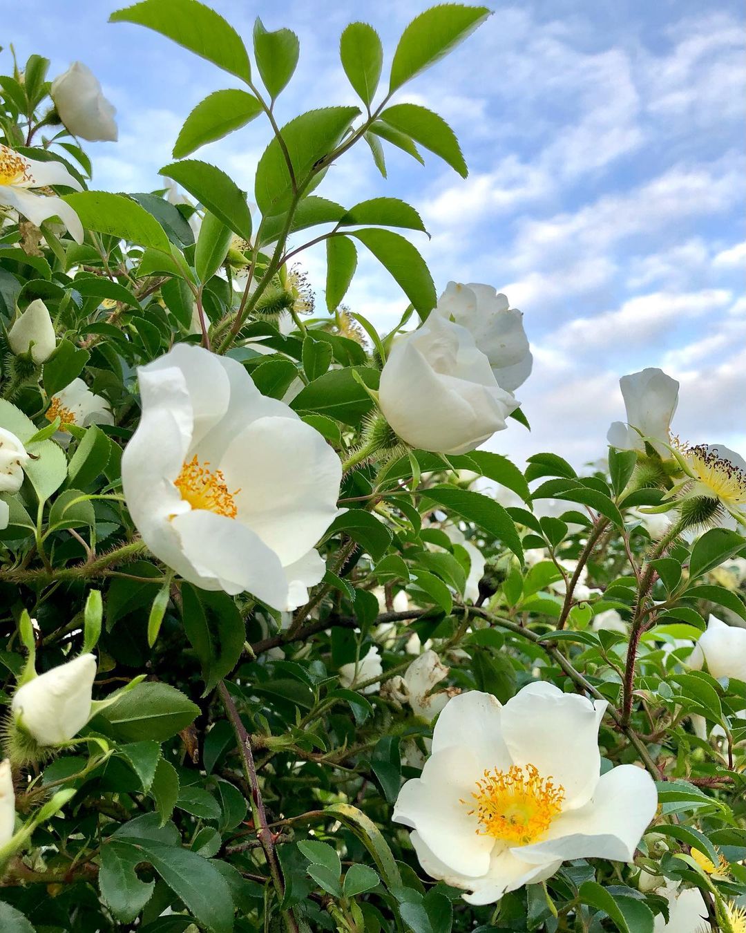 What Is Cherokee Rose