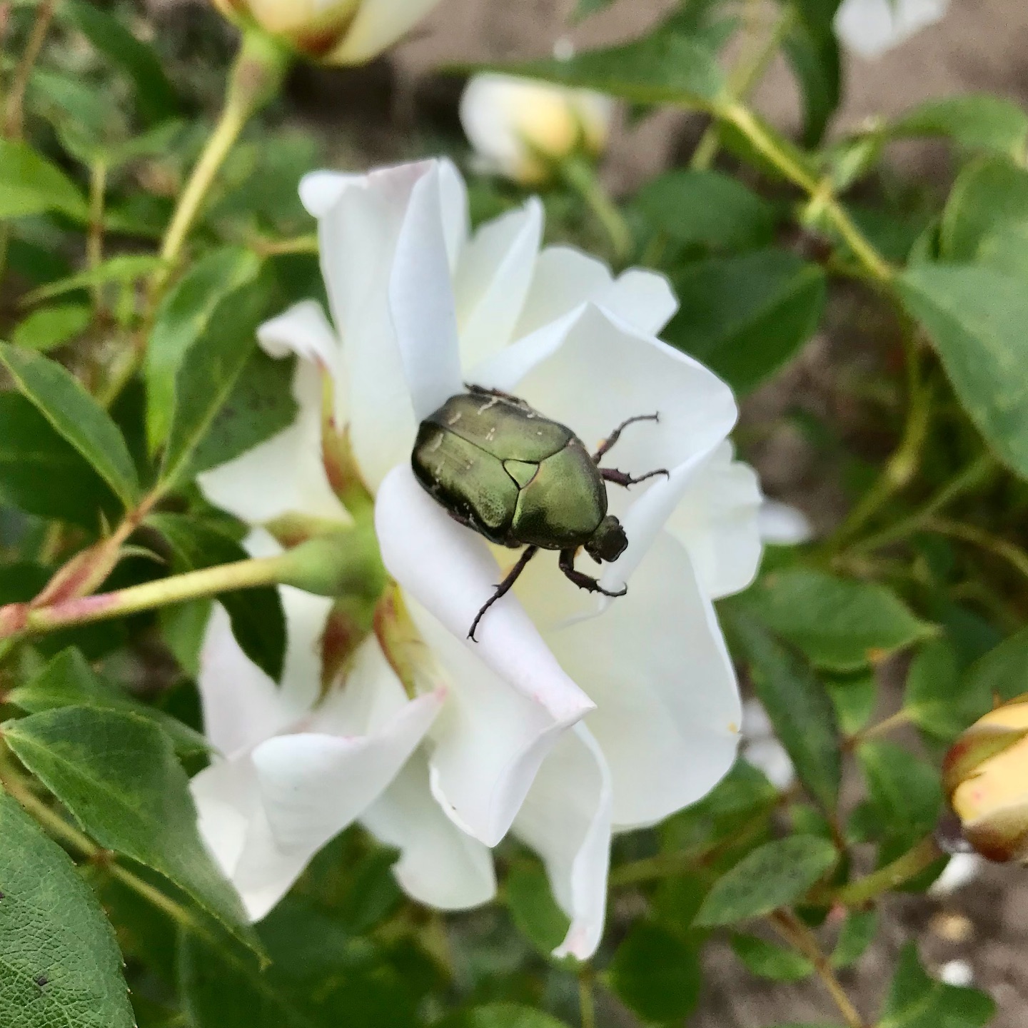 Japanese Beetles Rose Damage