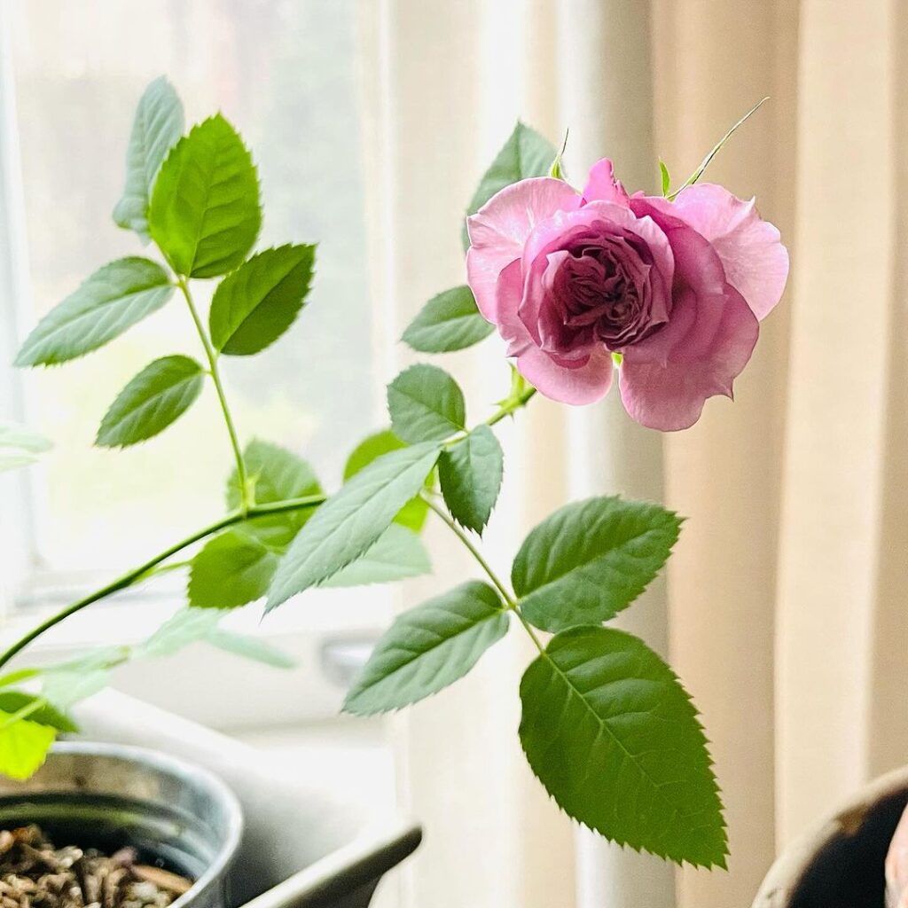 What is an Indoor Miniature Rose