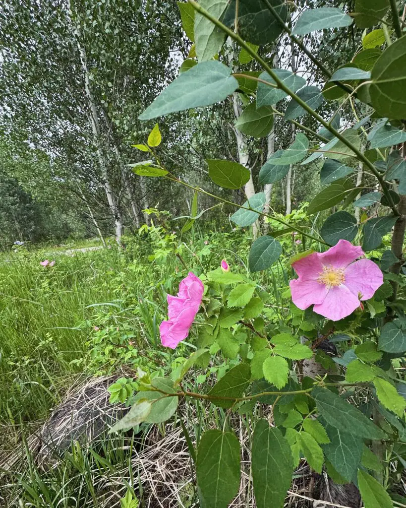 Where Do Wild Roses Grow