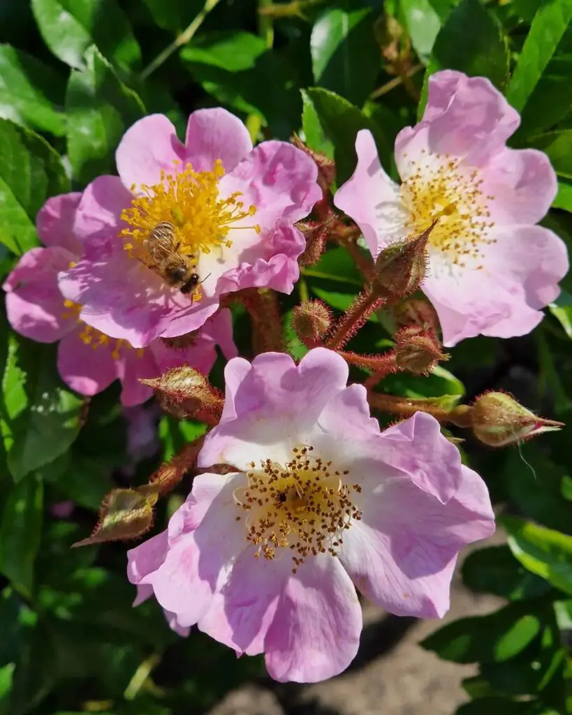 Why Choose Wild Roses for Your Garden