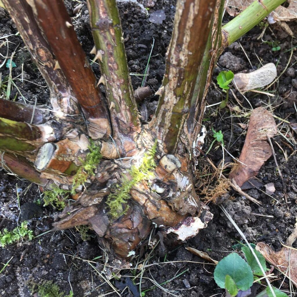 brown canker on roses