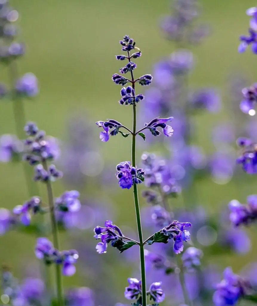 catmint