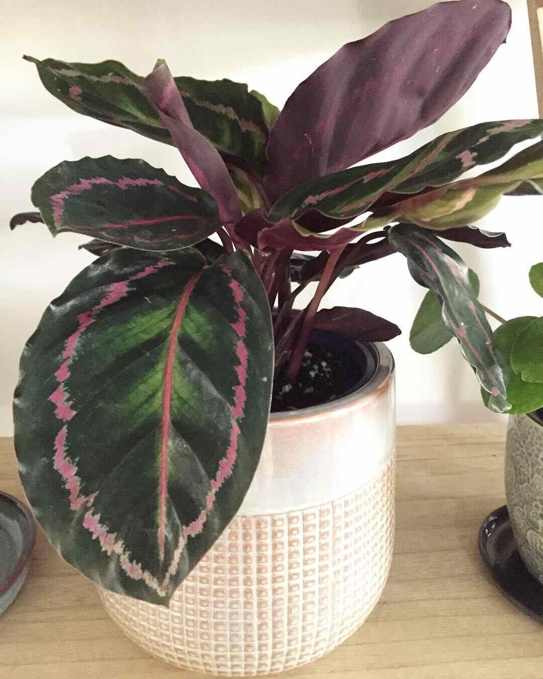 Are Rose Painted Calatheas Pet Friendly