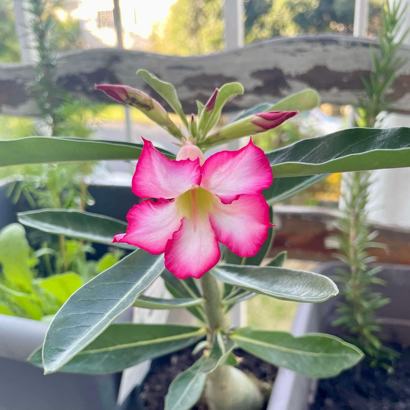 Brown Spots On Desert Rose Leaves