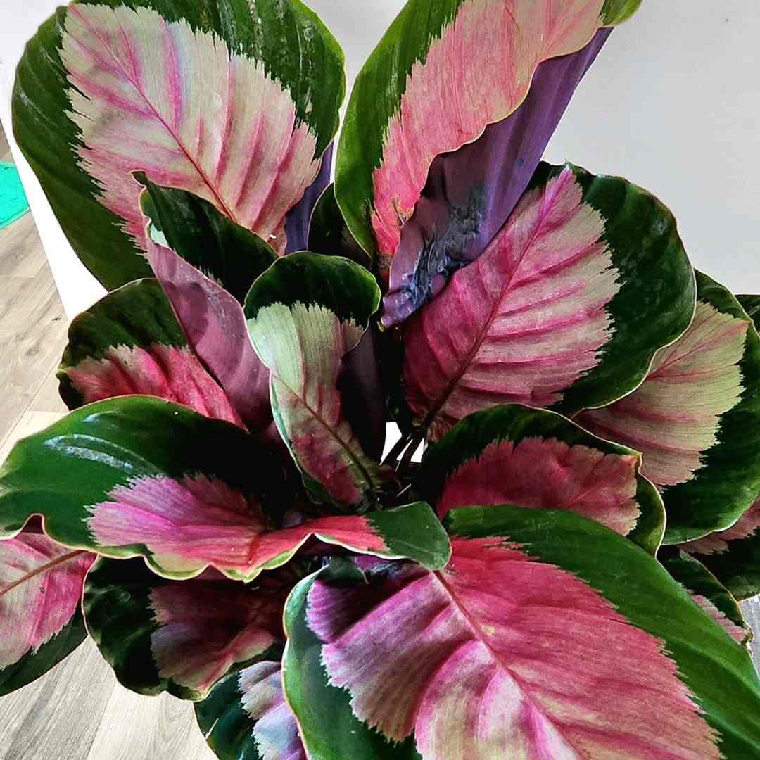 Can You Grow A Rose Painted Calathea Outdoors