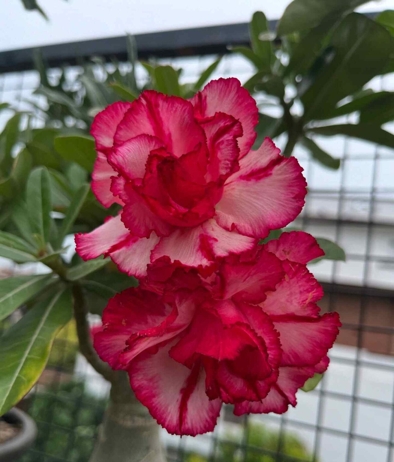 Common Desert Rose Diseases: How To Treat Them?