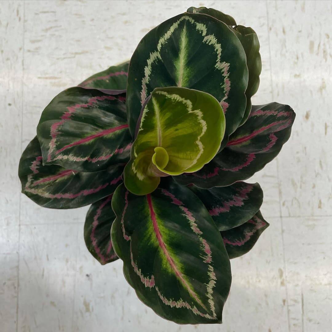 Common Problems With Rose Painted Calatheas
