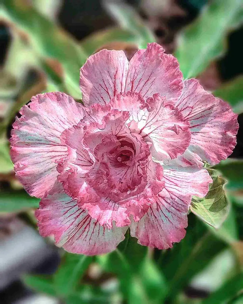 Desert Rose Cold Tolerance