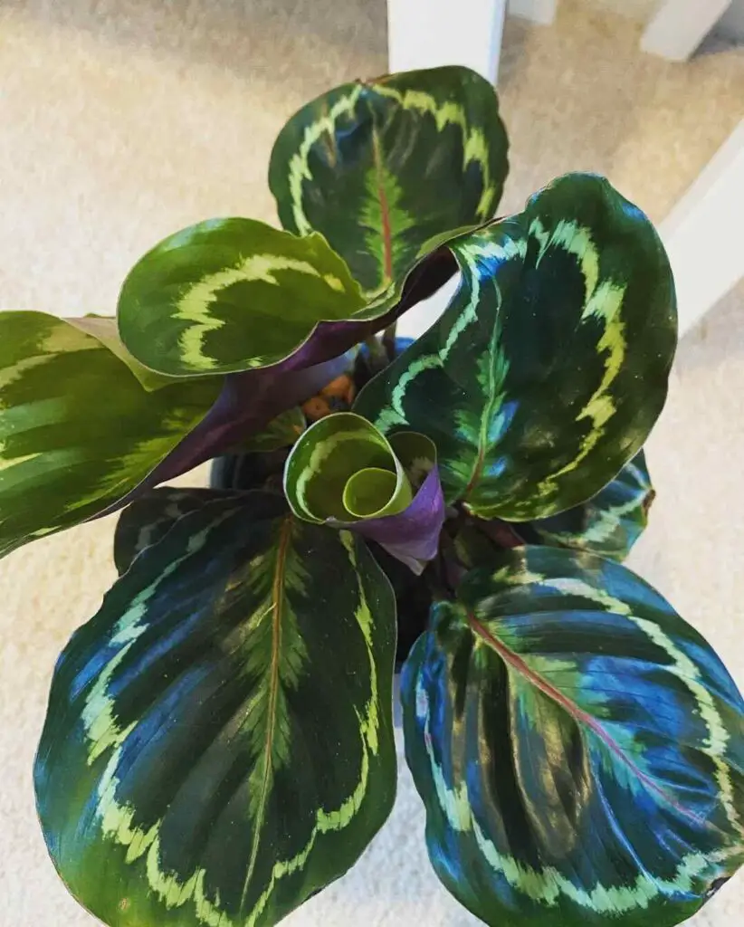 How To Get New Growth On My Rose Painted Calathea