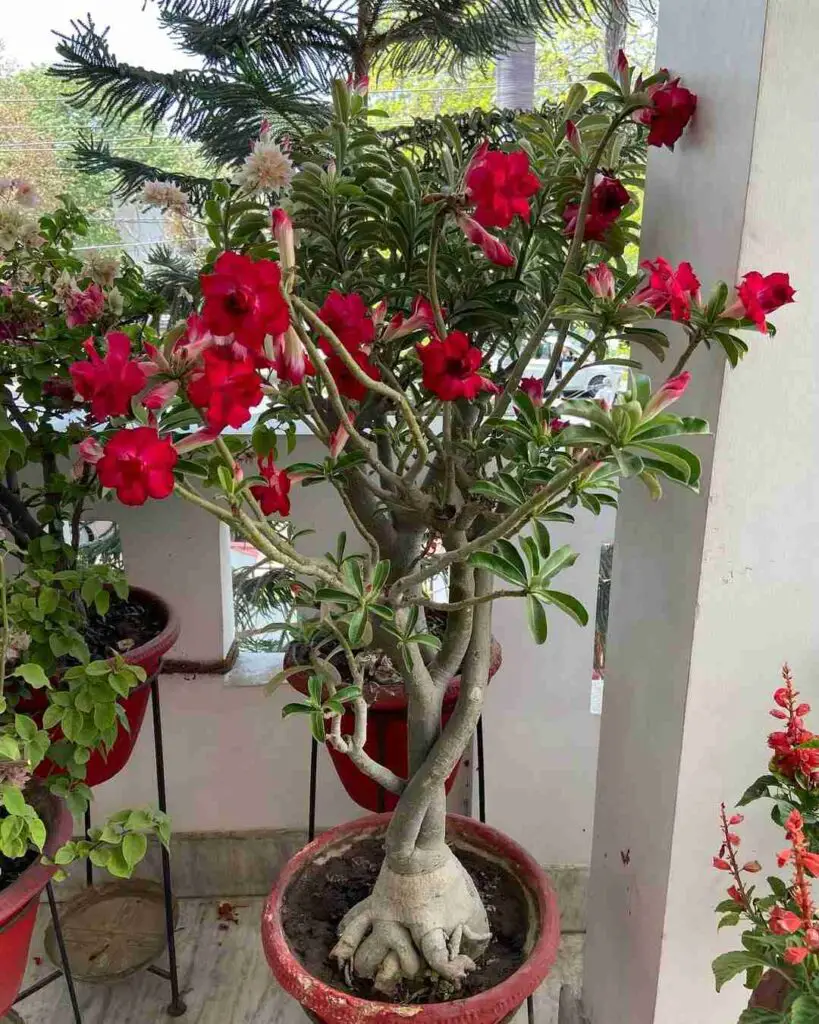 How To Grow A Desert Rose Without A Moss Pole