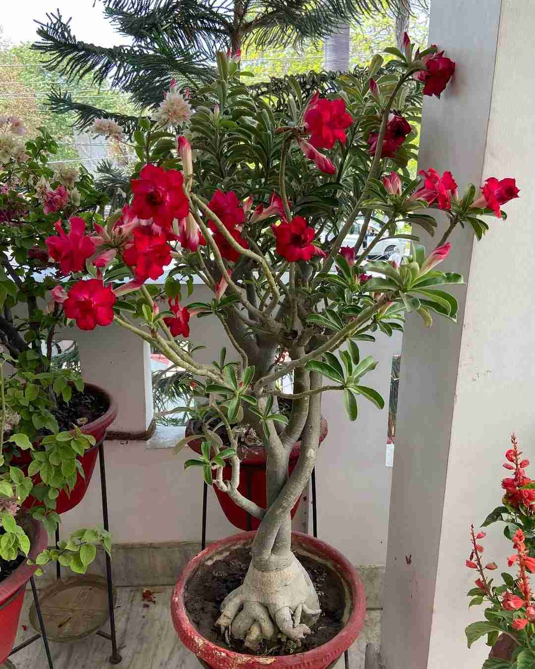 How To Grow A Desert Rose Without A Moss Pole