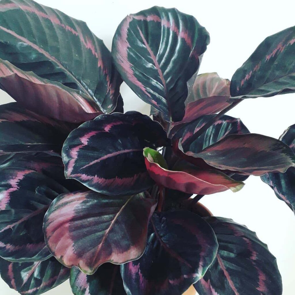 How To Make DIY Rose Painted Calathea Fertilizer