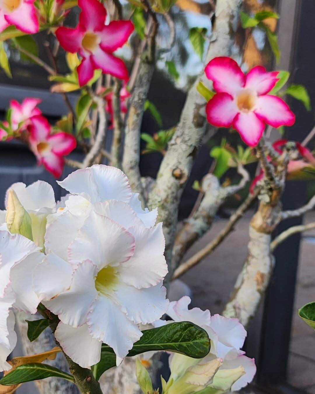 Split Rose How To Split A Desert Rose