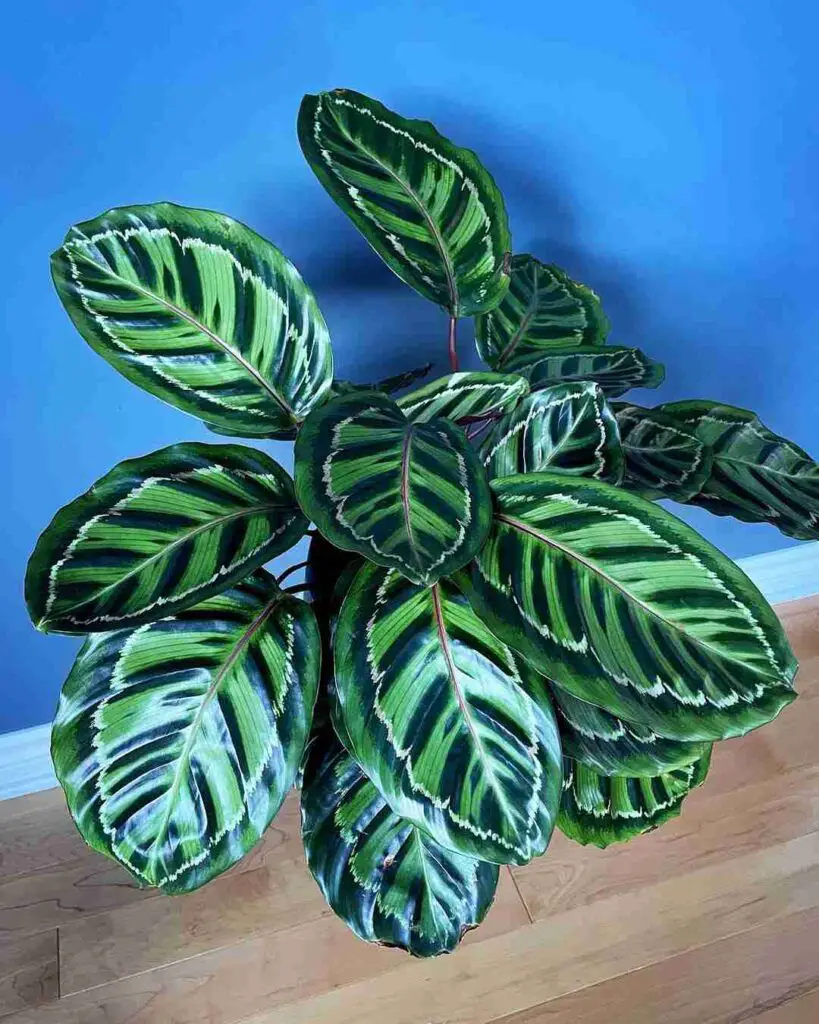 How To Treat Spider Mites On Rose Painted Calatheas