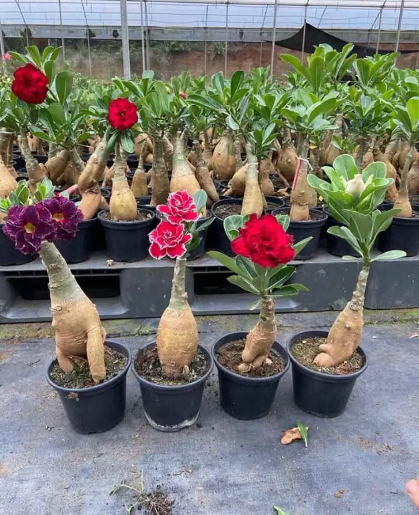 How to Fertilize Desert Rose