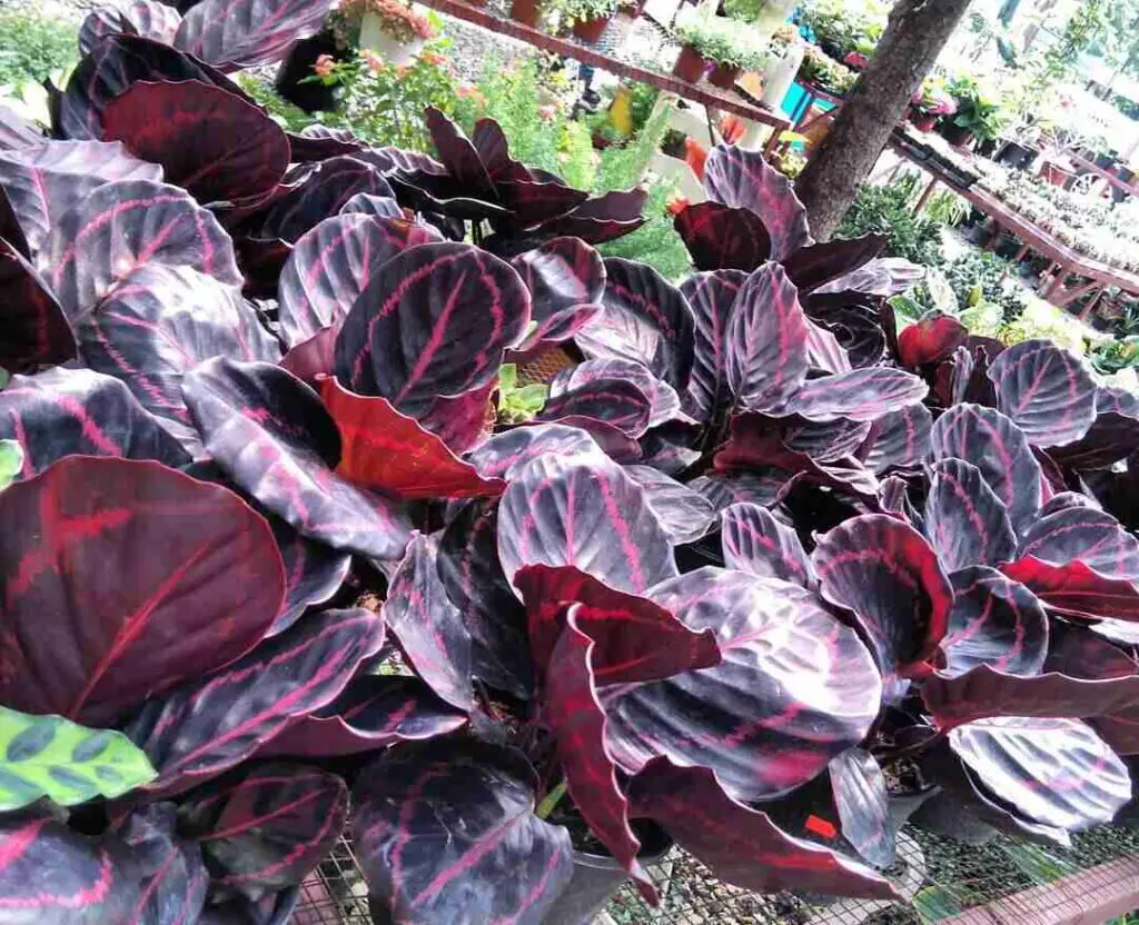 How to Fertilize Your Rose Painted Calathea