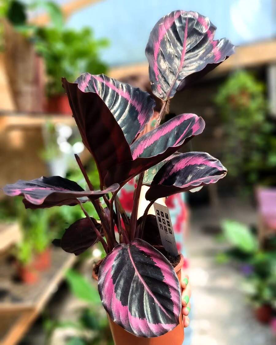How to Grow a Rose Painted Calathea From Seed