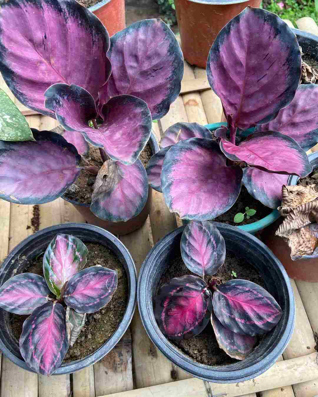 Rose Painted Calathea Heat Tolerance